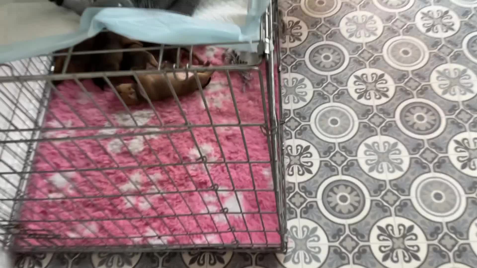 Staffordshire Bull Terrier dogs for sale: RED perfect chunky Staffy puppies in Grimsby - Video 1