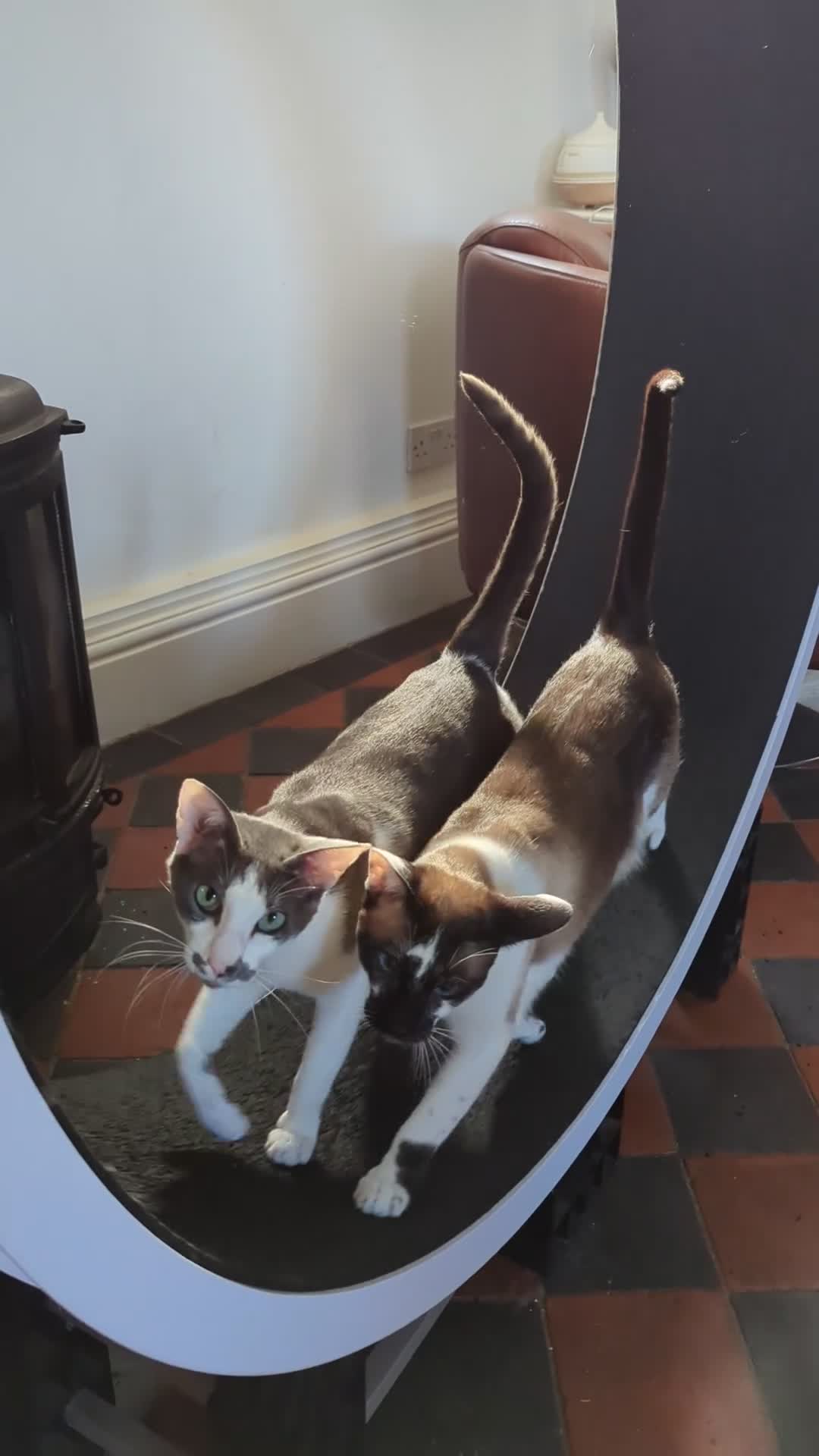 Oriental cats for sale: Blue Eyed Millie 3yr Old Oriental Shorthair Girl - Video 1