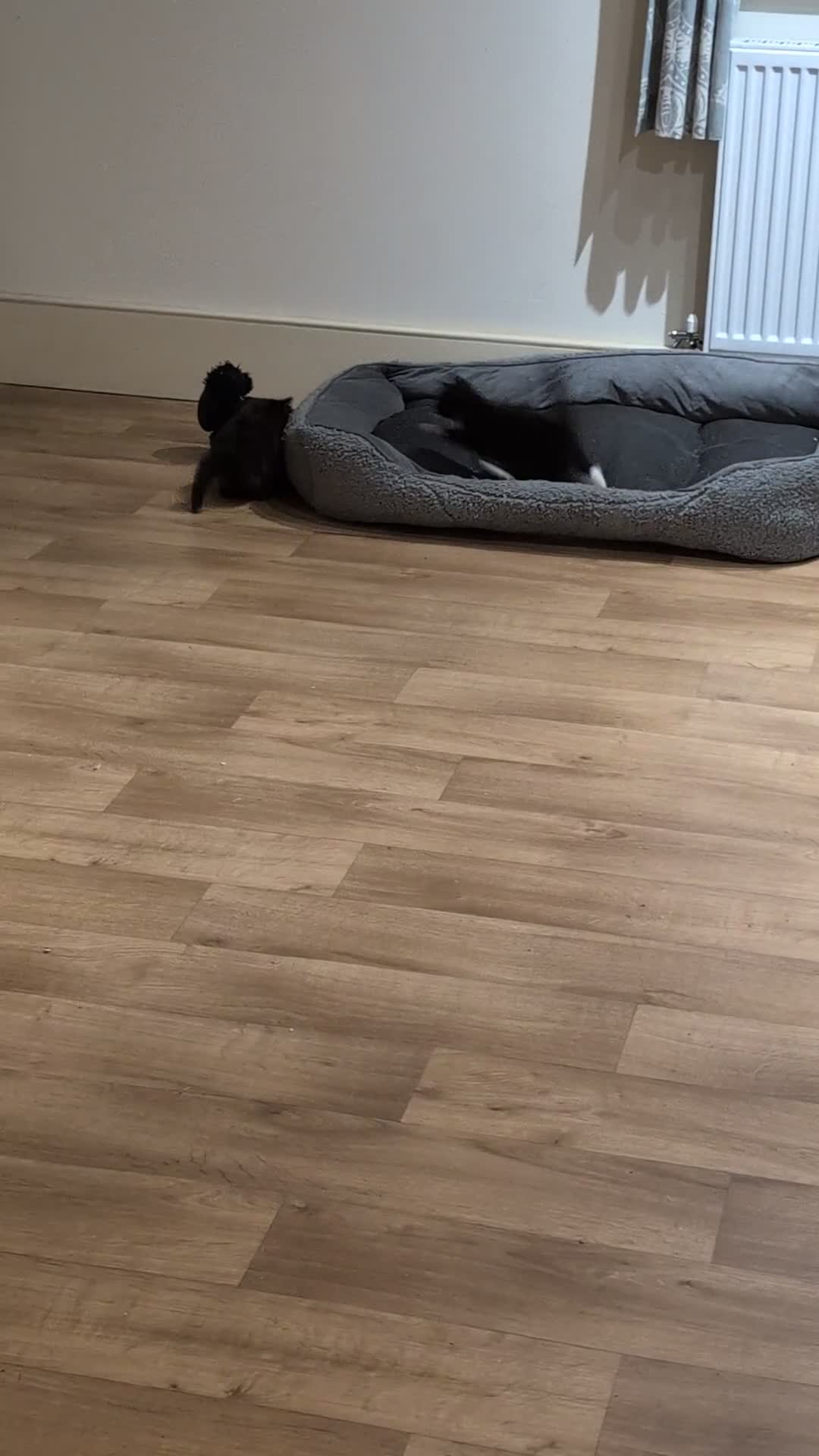 Mixed Breed cats for sale: 4 female kittens for sale - Video 1