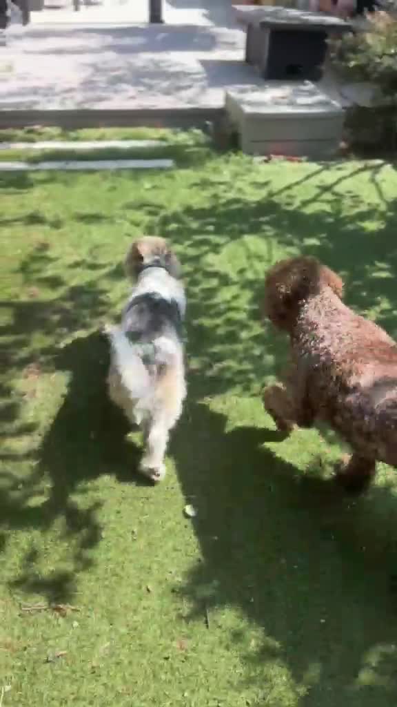 Mixed Breed dogs for adoption: Angel (Canan) – Could You Be Her Happy Ending? ❤️ - Video 1