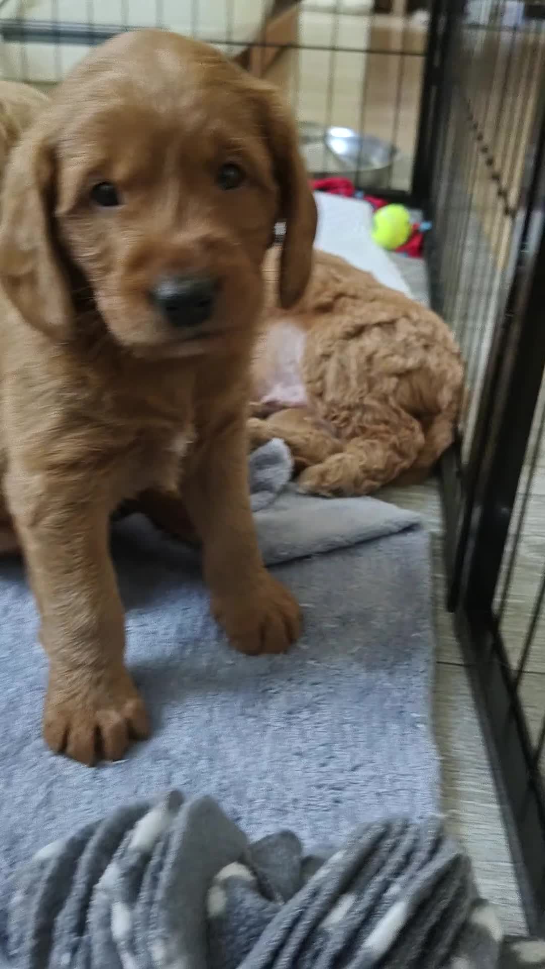 Mixed Breed dogs for sale: ✨Health Tested Australian Labradoodles ✨ - Video 2