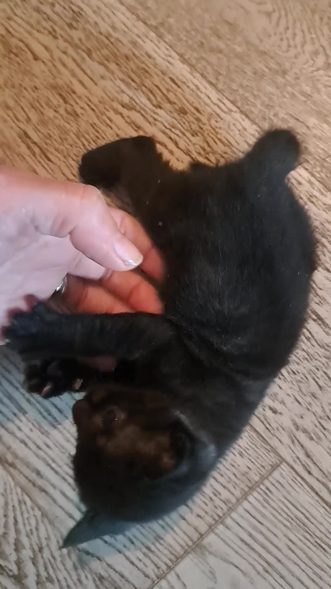 Mixed Breed cats for sale: Two beautifull boys kitten in Southend-on-Sea - Video 1