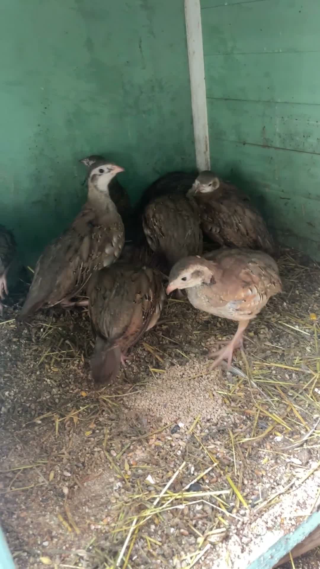 Patridge poultry for sale: Selling Silver  partridges Age 3 months old . - Video 1