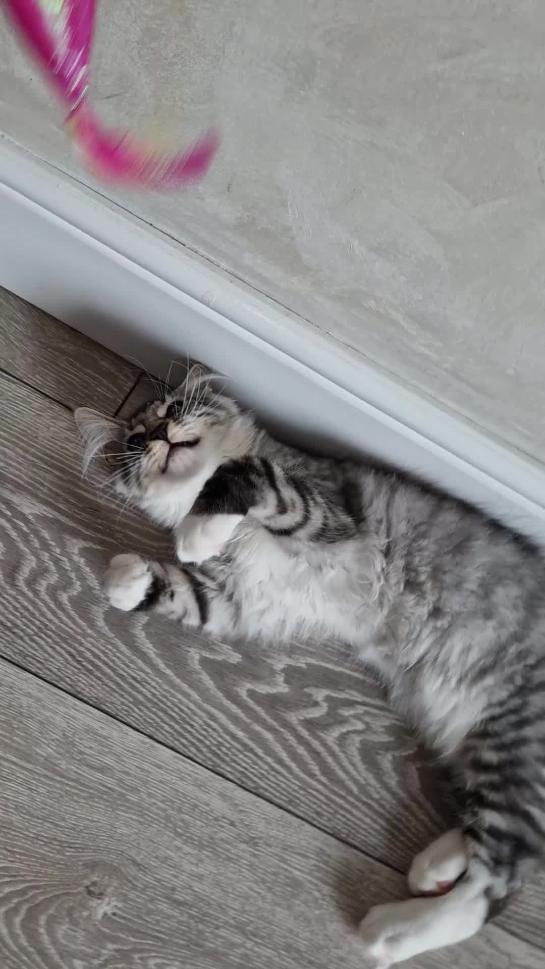 Maine Coon cats for sale: Last remaining Full Pedigree maine coon kittens  - Video 1