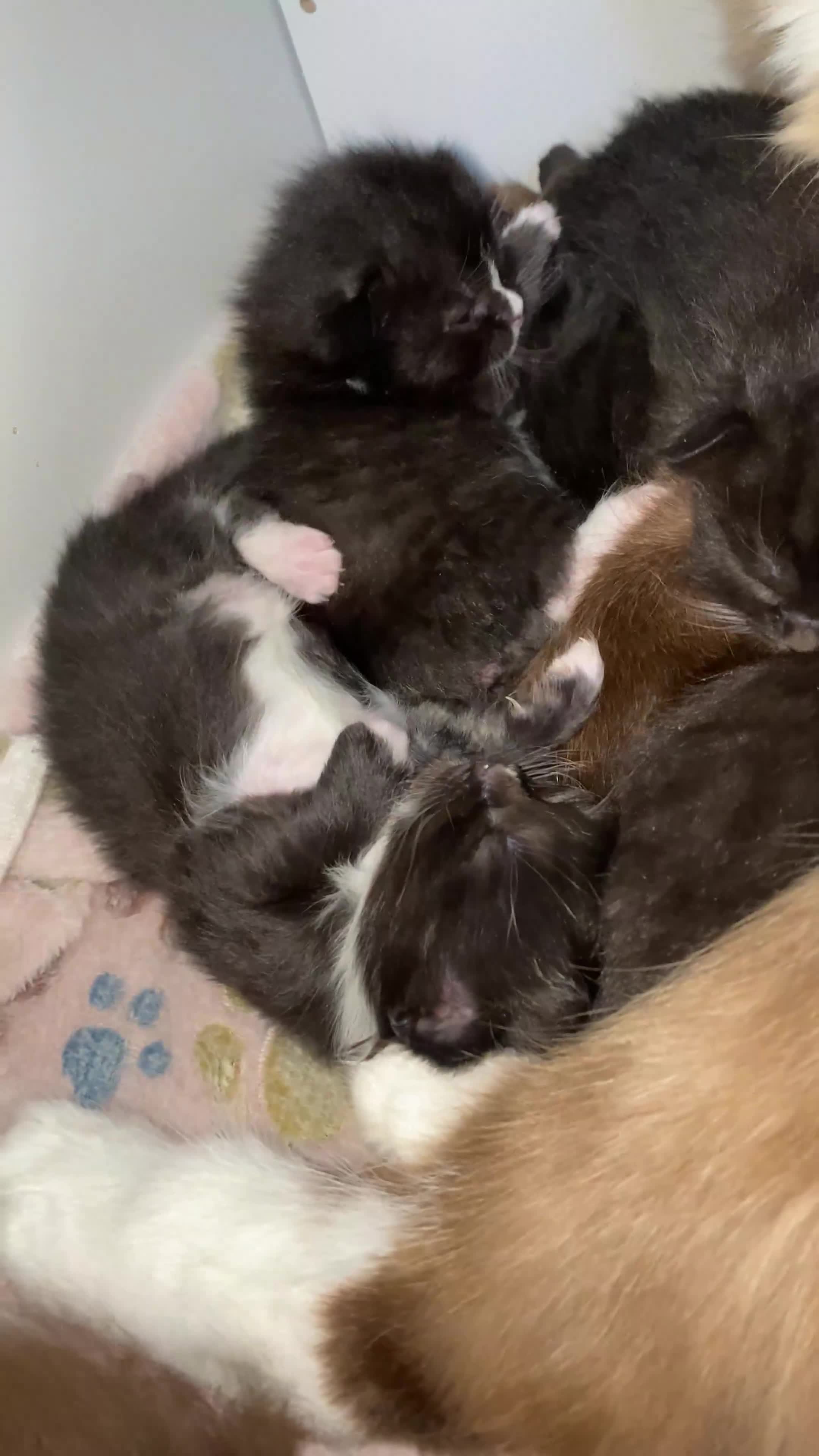 Ragdoll cats for sale: Ragdoll x kittens  - Video 1