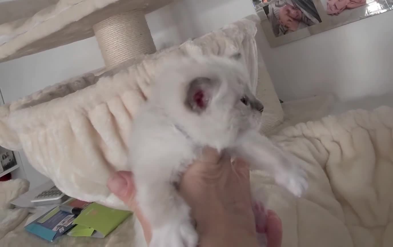 Ragdoll cats for sale: XL Long hair Ragdoll kittens. Used to dogs.  - Video 5