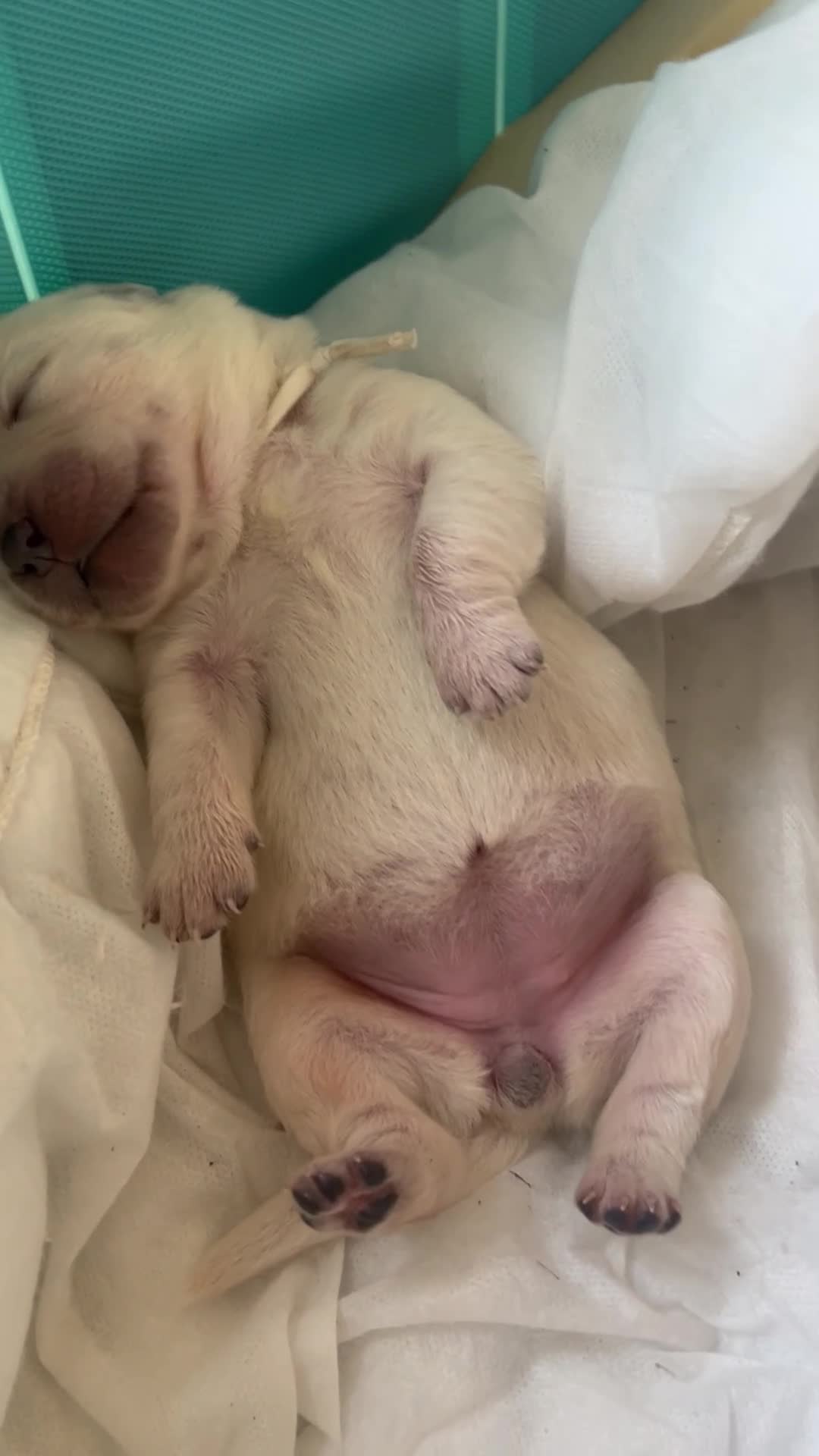 Goldador dogs for sale: Labrador Retriver fci champion golden retriever - Video 3