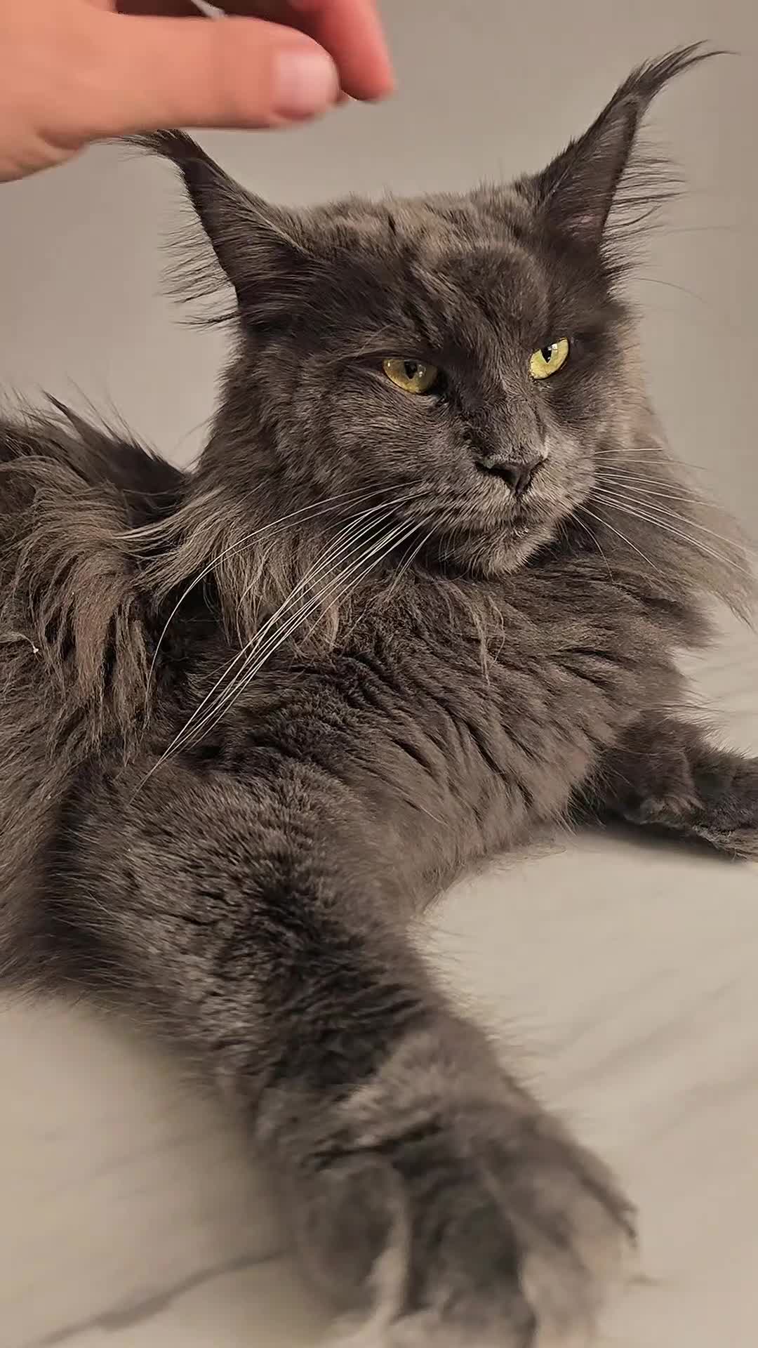 Maine Coon cats for sale: Mainecoon tica registered kittens shaded line - Video 2