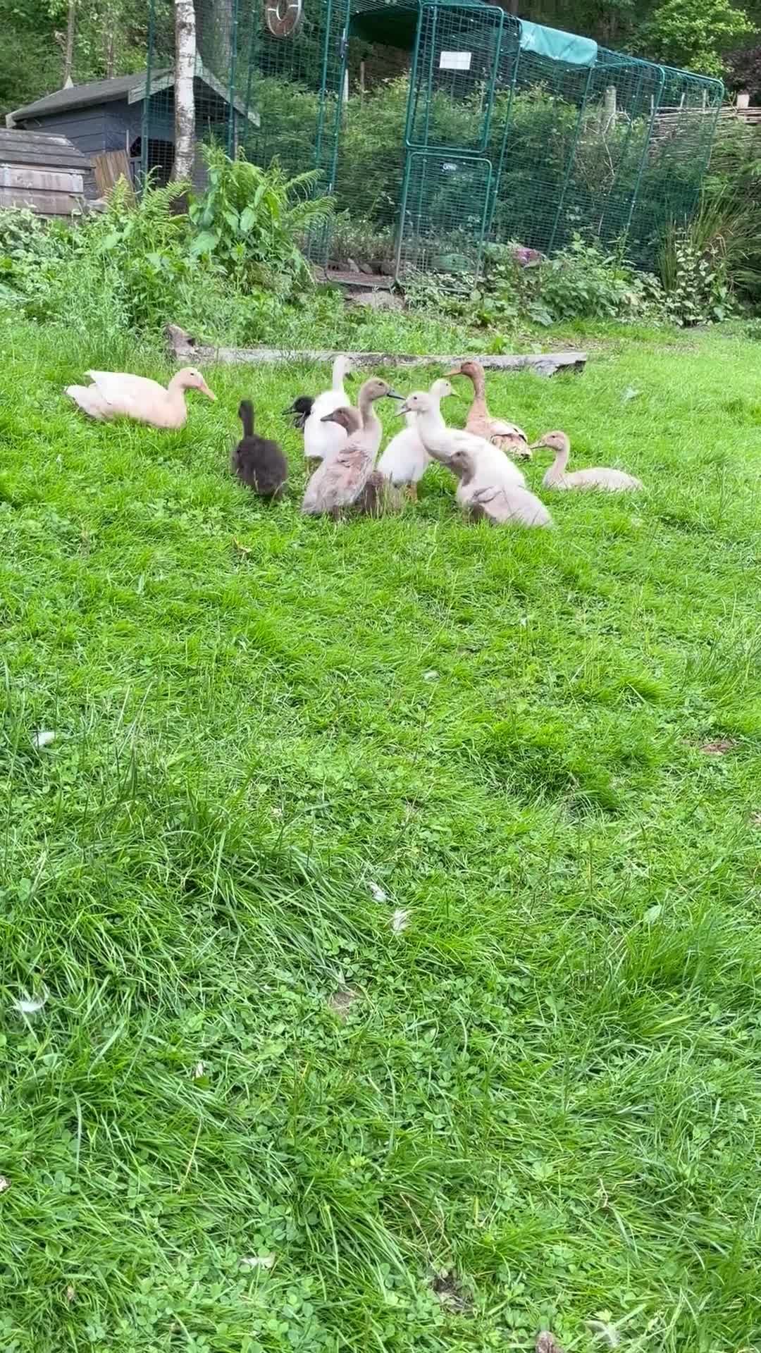 Ducks poultry for sale: Indian Runner Ducklings  - Video 1