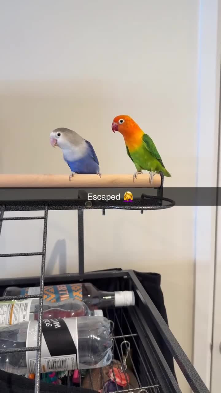 Lovebirds birds for sale: 2 beautiful love birds full set up  - Video 1