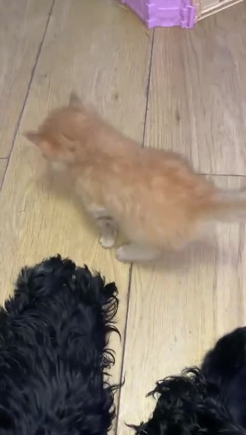 Maine Coon cats for sale: 2 Maine coon cross kittens - Video 1