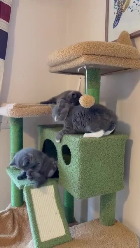British Shorthair cats for sale: BSH x Ragamuffin Kittens - Video 1