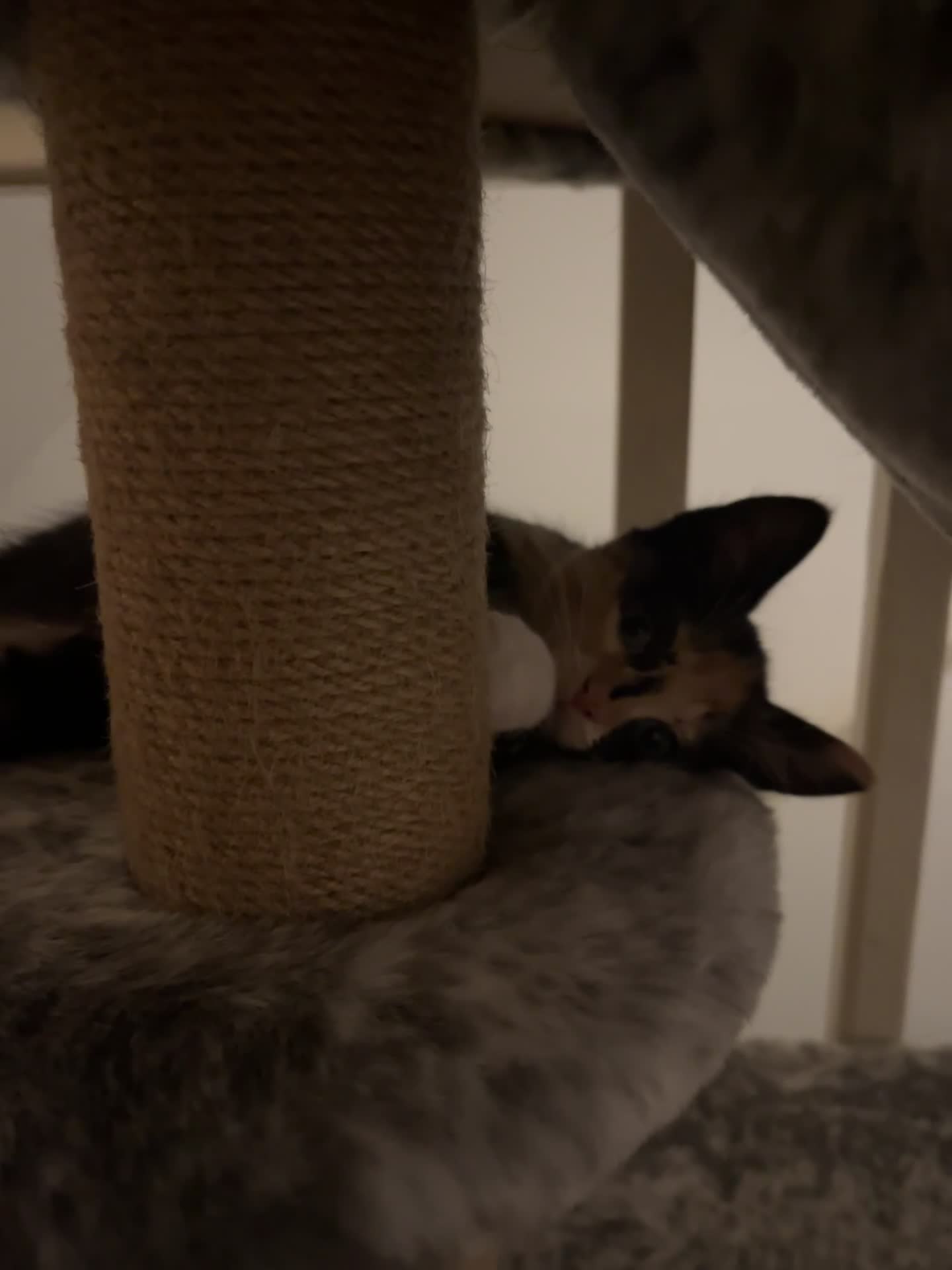 Mixed Breed cats for sale: Beautiful kittens ready for new loving homes  - Video 1