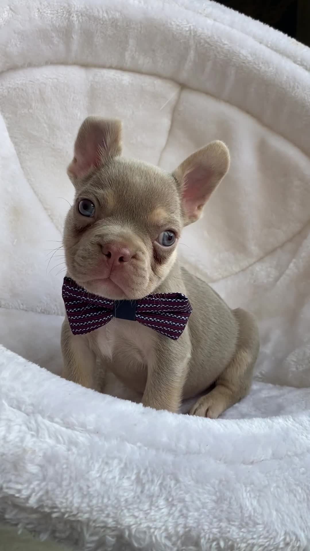 French Bulldog dogs for sale: NEWSHADE ISABELLA FRENCH BULLDOGS - Video 2