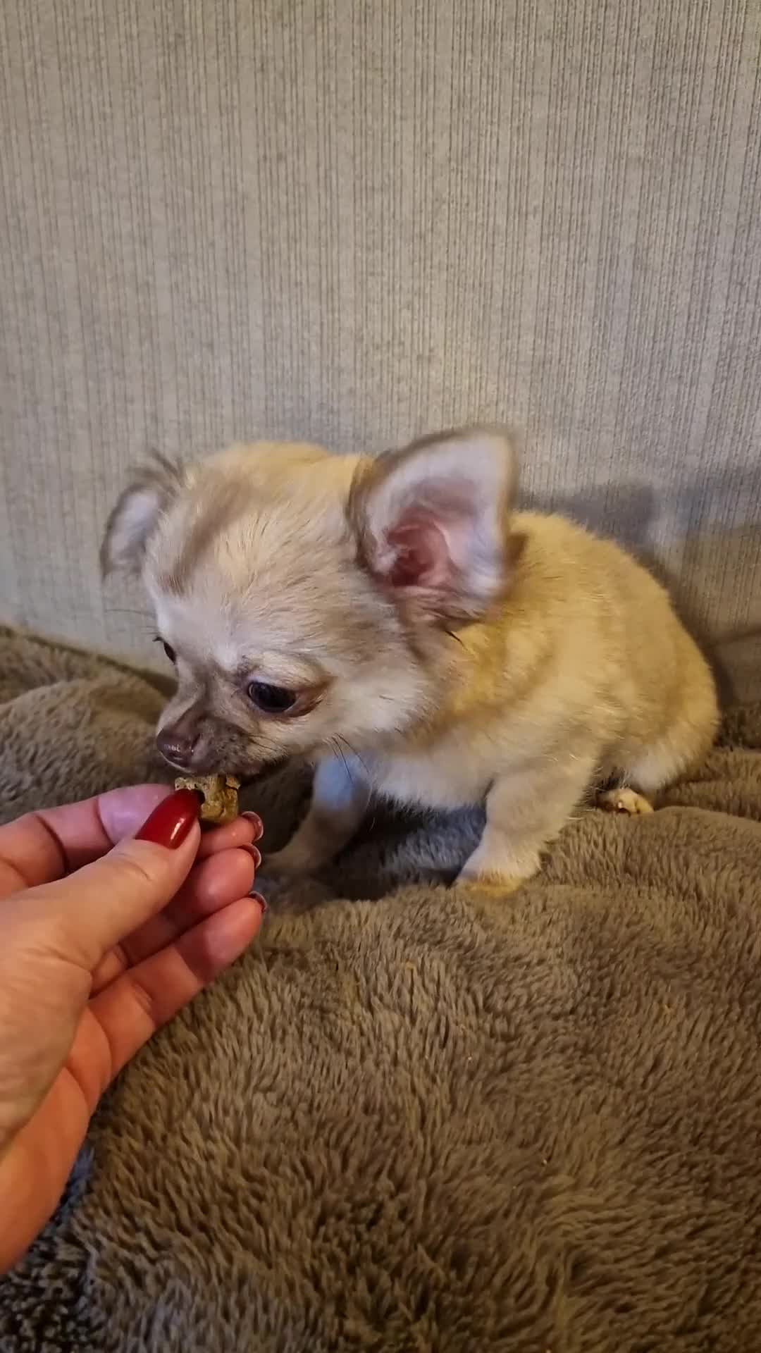 Chihuahua dogs for sale: REDUCED Chihuahua Puppies READY NOW - Video 2