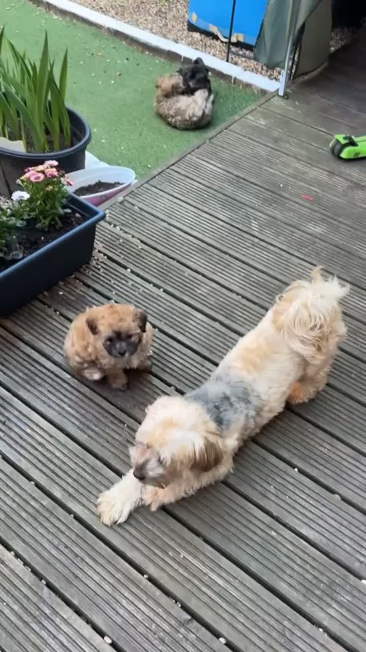 Yochon dogs for sale: Beautiful puppies looking for loving homes - Video 1