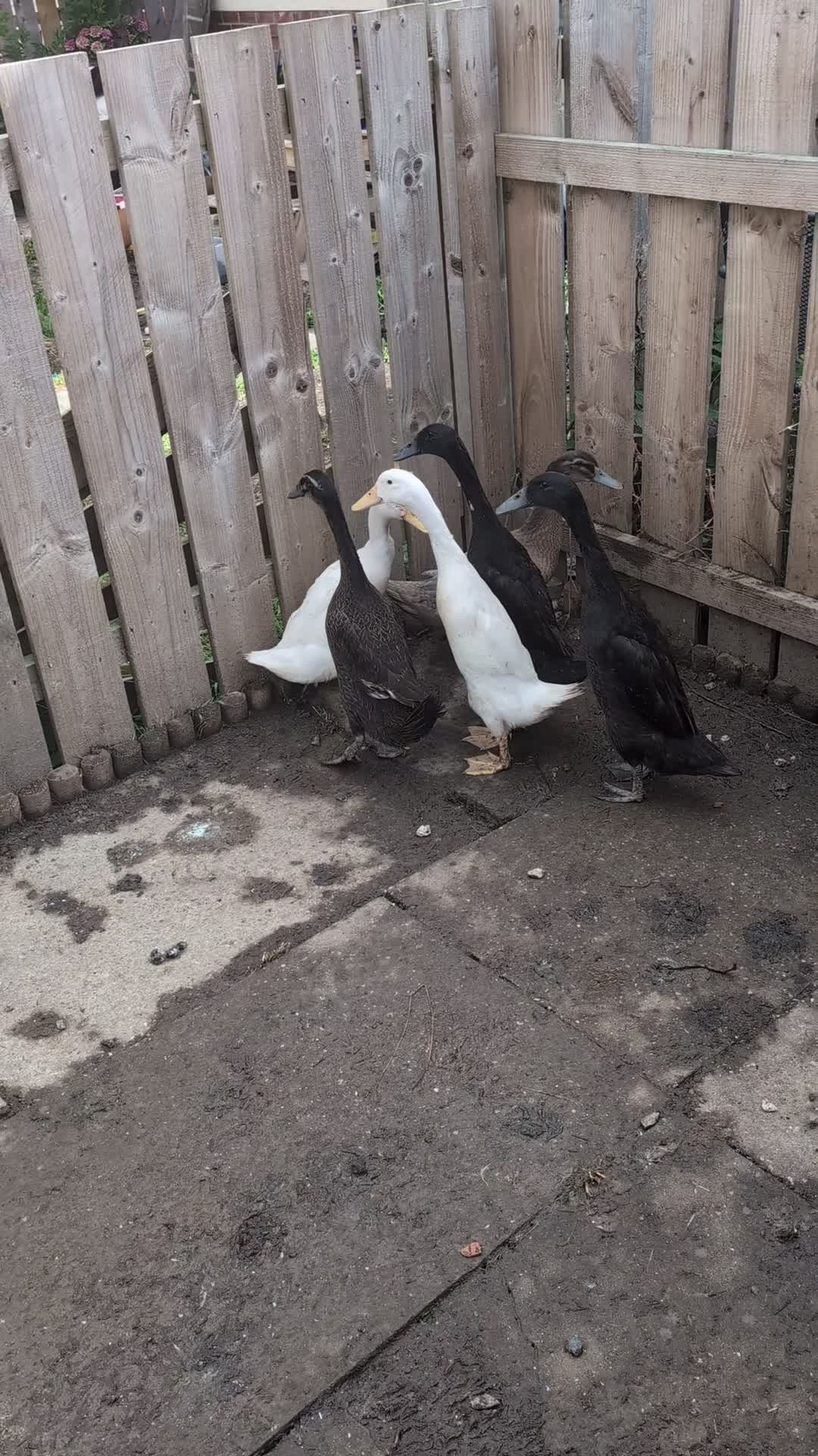 Ducks poultry for sale: Runner ducks (mixed) in Blyth - Video 1