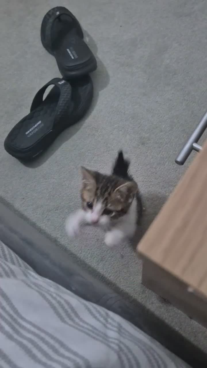 Mixed Breed cats for sale: Adorable factionate tabby boy needing a new home - Video 2