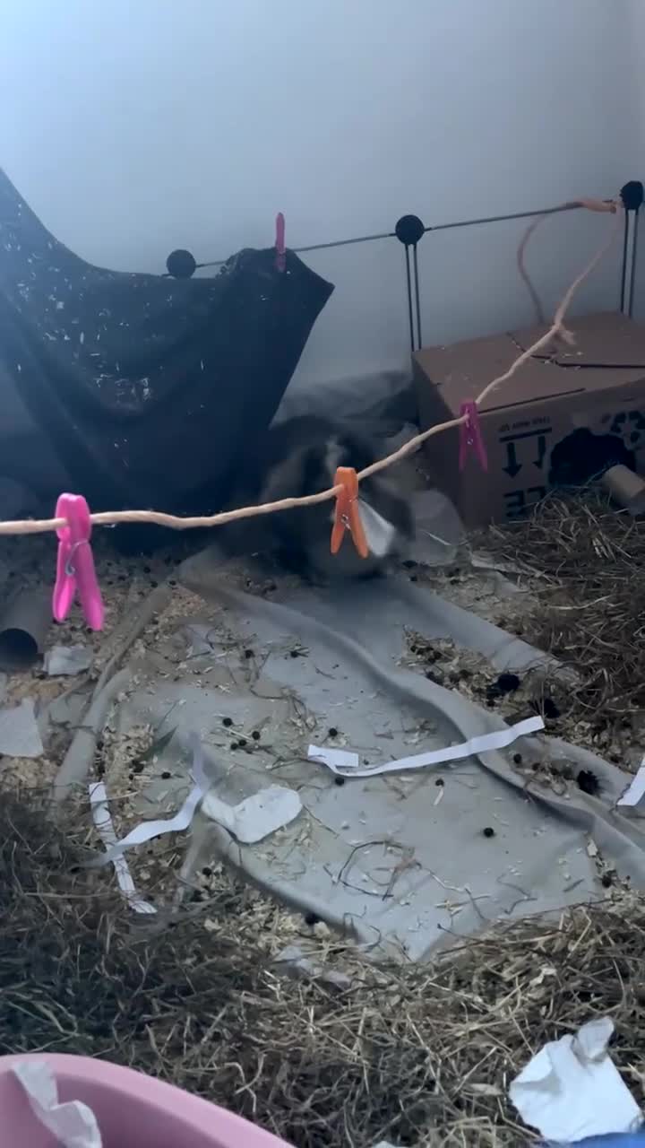 Mini Lion Lop rabbits for sale: Mini loin head lop  - Video 1