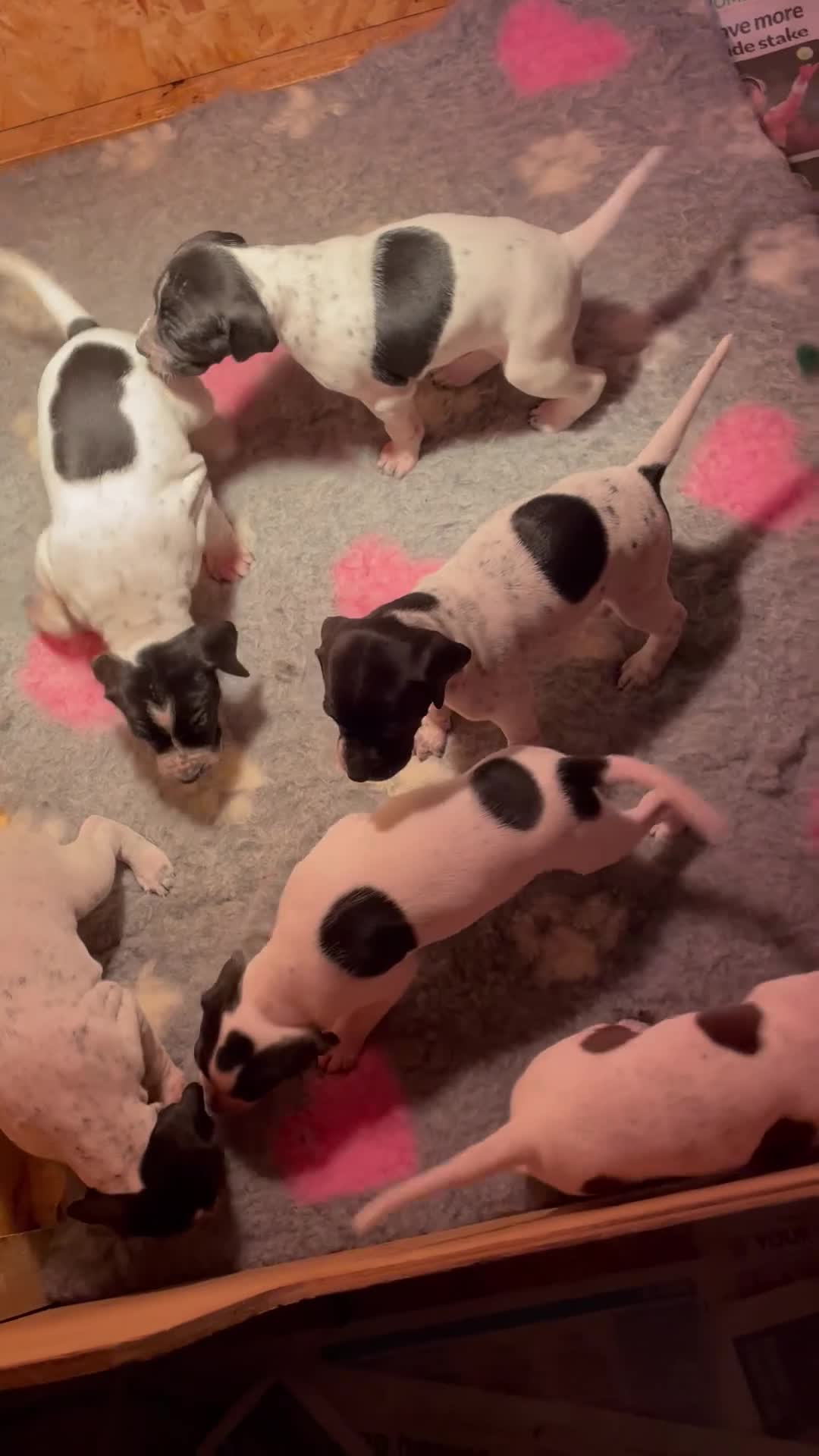 Pointer dogs for sale: Pointer Puppies for sale  - Video 1