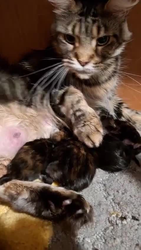 Maine Coon cats for sale: Beautiful torbie Maine Coon girls - Video 1