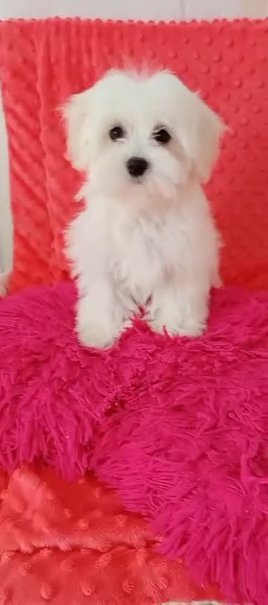 Maltese dogs for sale: Maltese puppies 2 girls and boy in Crewe - Video 1