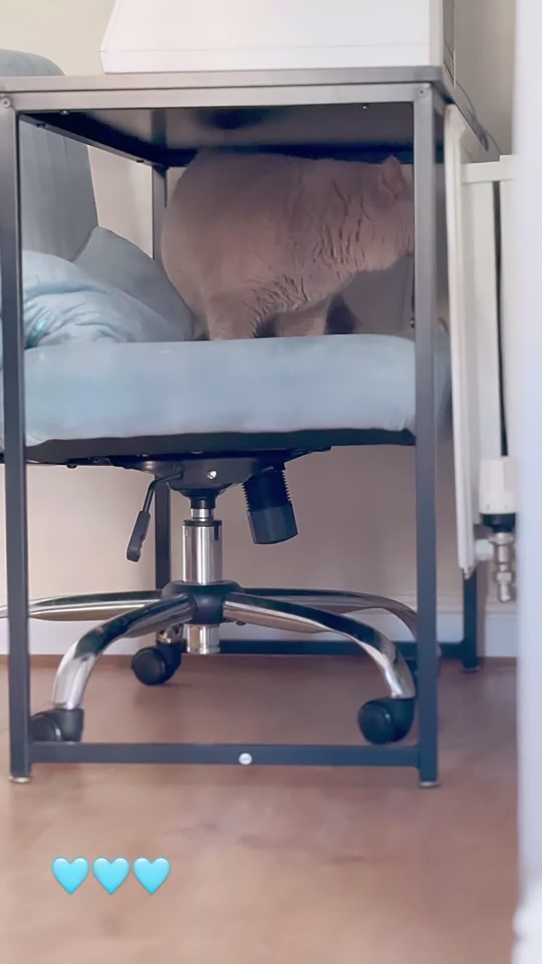 British Shorthair cats for stud: Lilac & Chocolate males  for stud service  in Greenhithe - Video 2