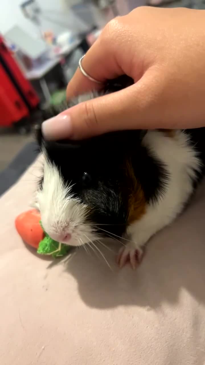 Guinea Pig rodents for sale: 2 male guinea pigs  - Video 1