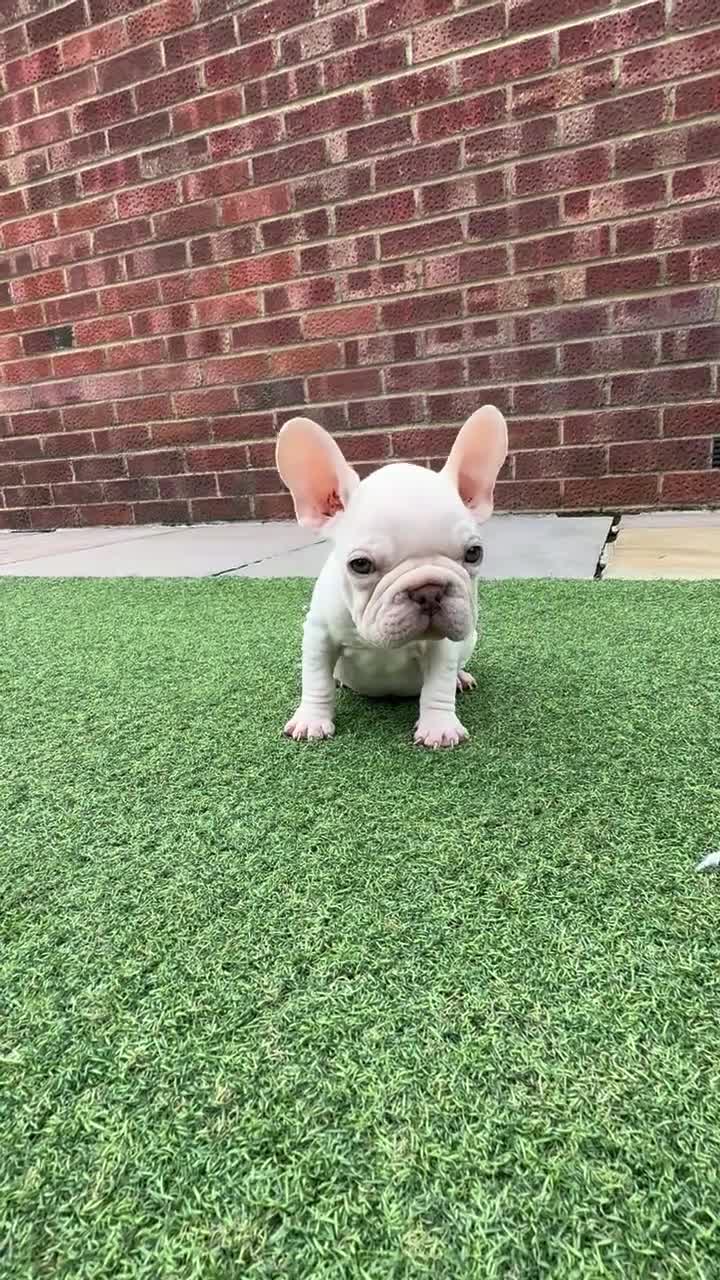 French Bulldog dogs for sale: Beautiful pups- Ready to leave 🏡 - Video 2