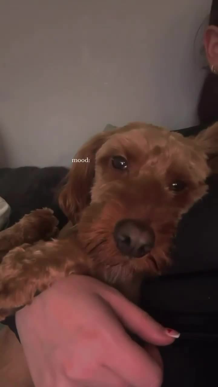 Cockapoo dogs for sale: 1 year old cockapoo Teddy  - Video 1