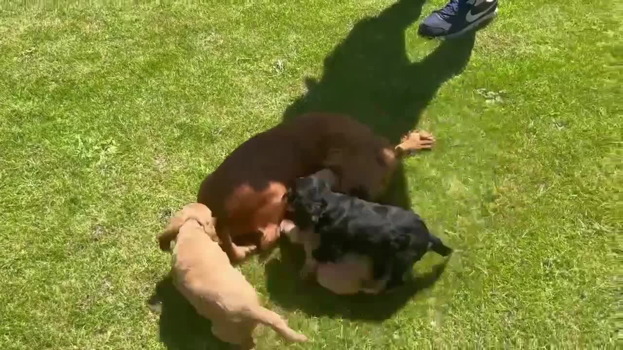 Cocker Spaniel dogs for sale: Cocker spaniel puppies - Video 1