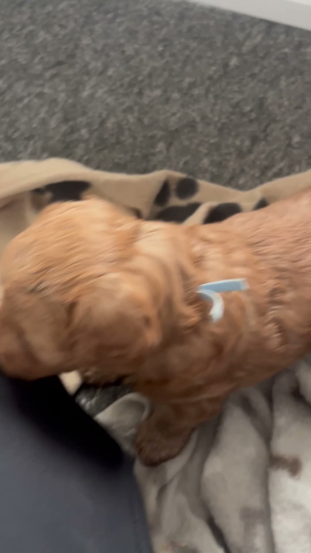 Cavapoo dogs for sale: F1b cavapoo - Video 1