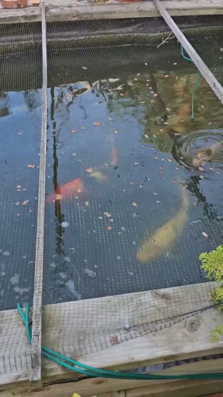 Koi Carp fish for sale: KioCarp  in Corby - Video 2