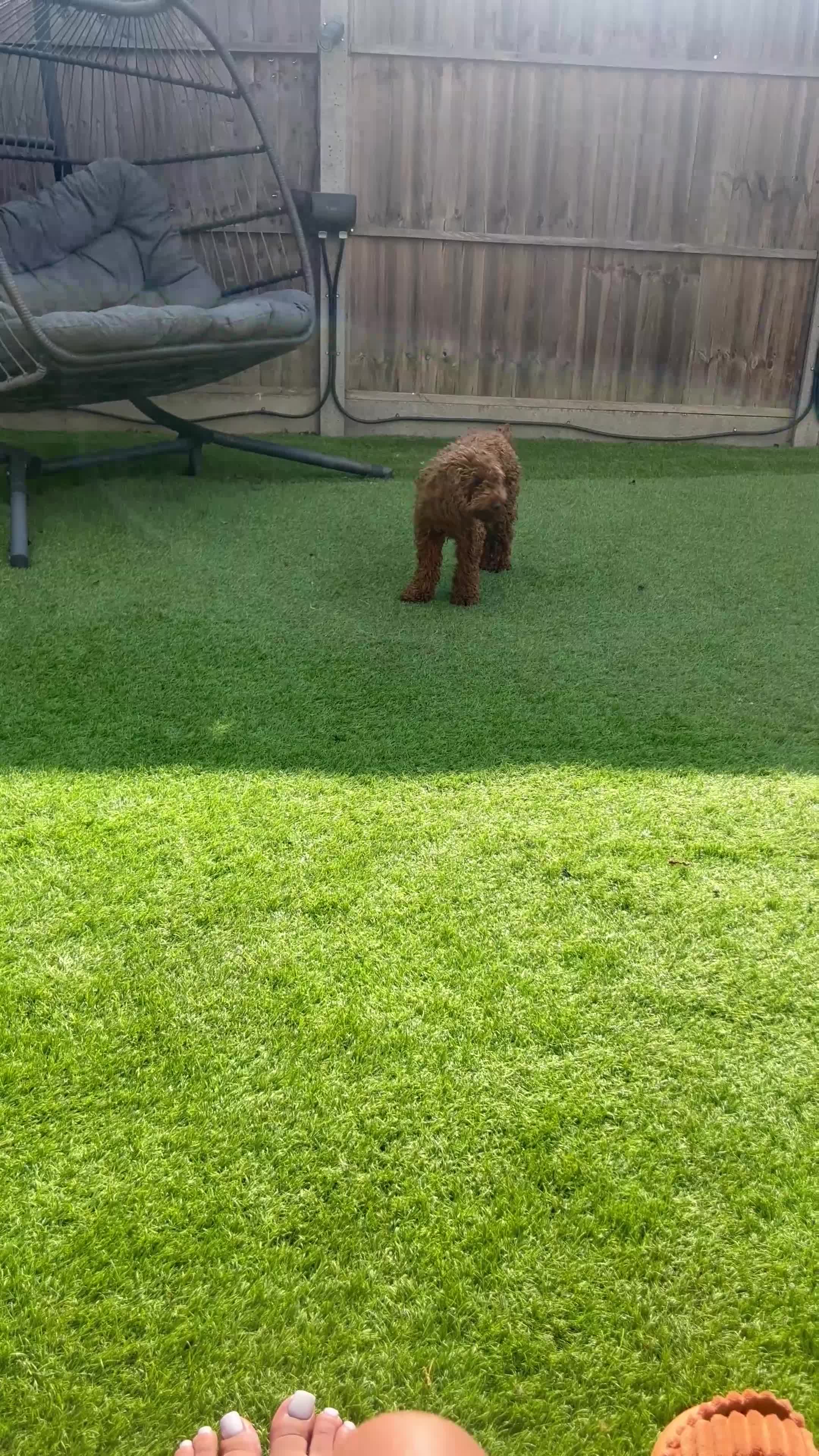Cavapoo dogs for sale: Exceptionally trained & loving 1-year-old Cavapoo - Video 2