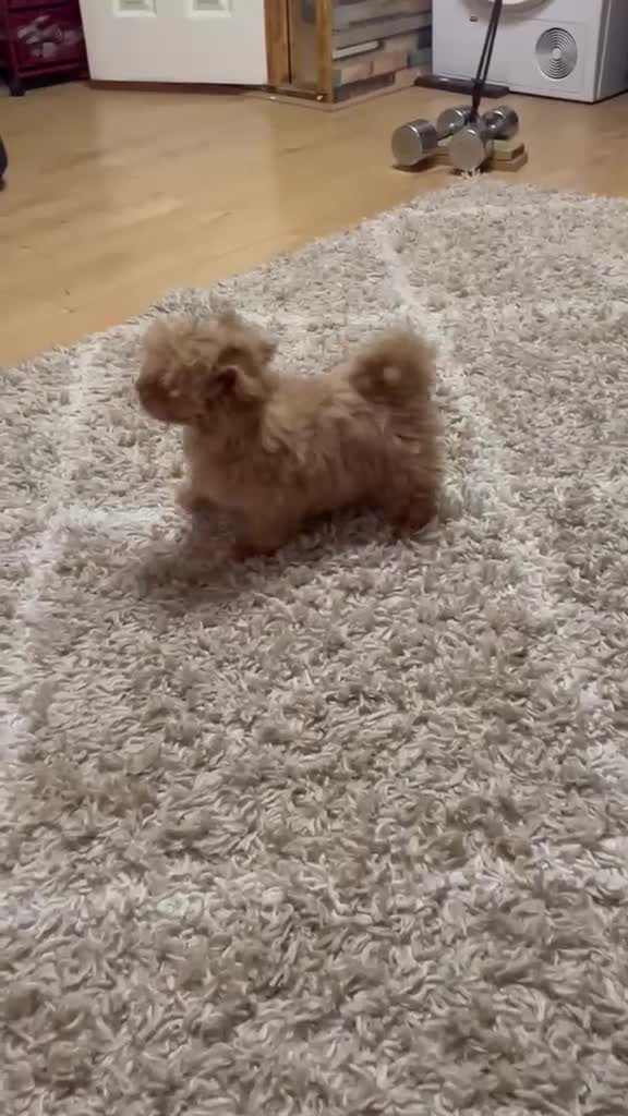 Maltipoo dogs for sale: Maltipoo Puppies – Two Beautiful Boys Available - Video 2