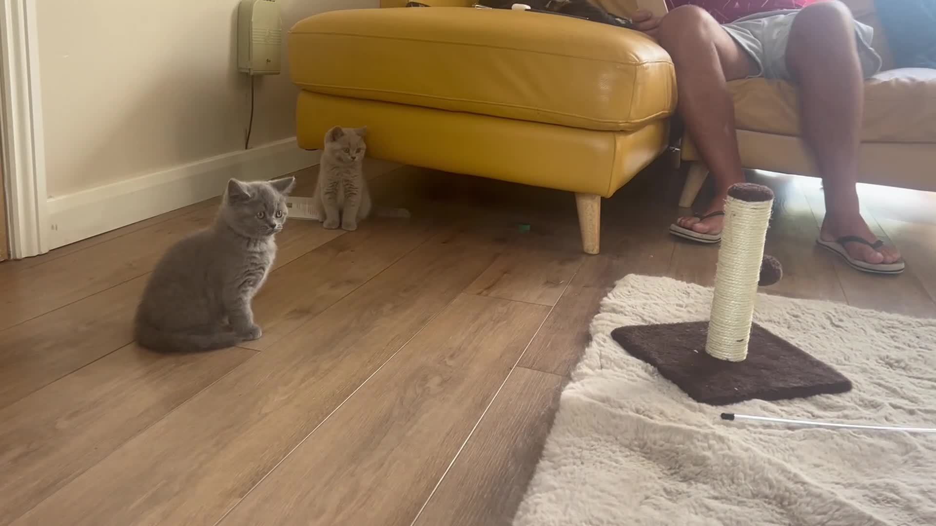 British Shorthair cats for sale: Tica registered British Shorthair Kittens  - Video 1