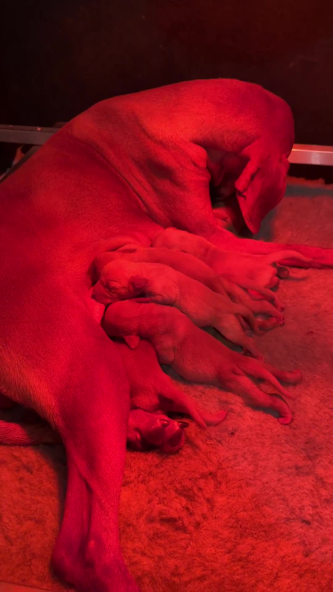 Hungarian Vizsla dogs for sale: KC Reg Hungarian Vizsla Pups Health Tested Parents - Video 1