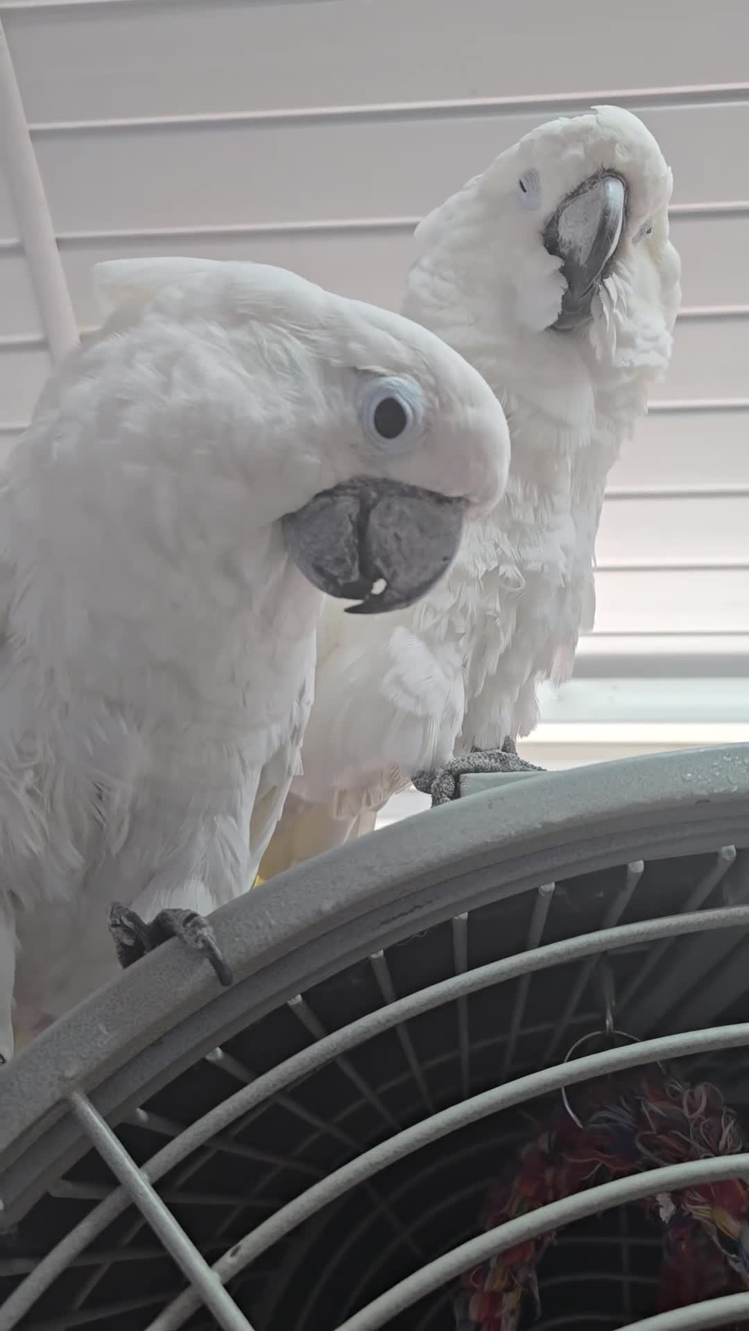 Cockatoo birds for sale: 2 x cuddly tame umbrella cockatoos  - Video 1