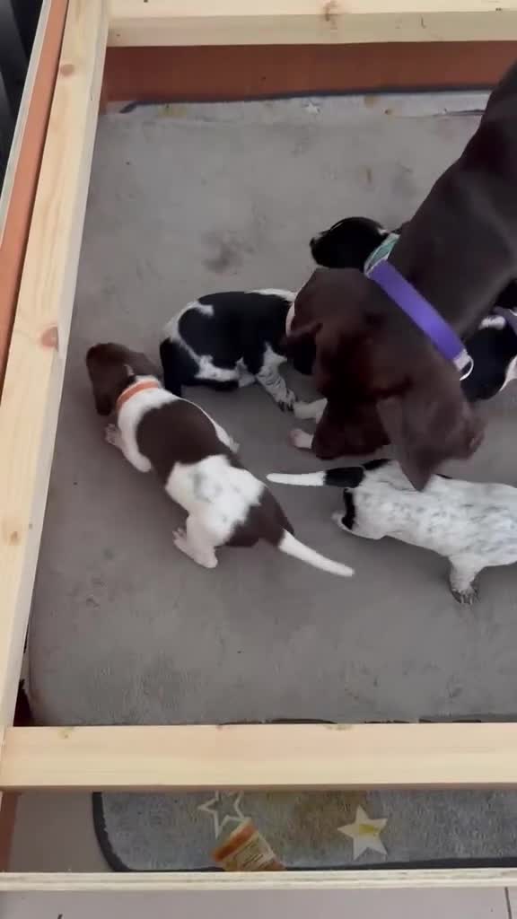 German Shorthaired Pointer dogs for sale: German Shorthaired Pointer Puppies KC Registered - Video 1