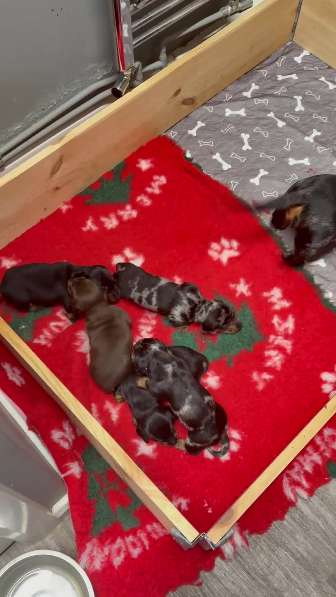 Miniature Dachshund dogs for sale: Beautiful miniature Dauchunds  - Video 1