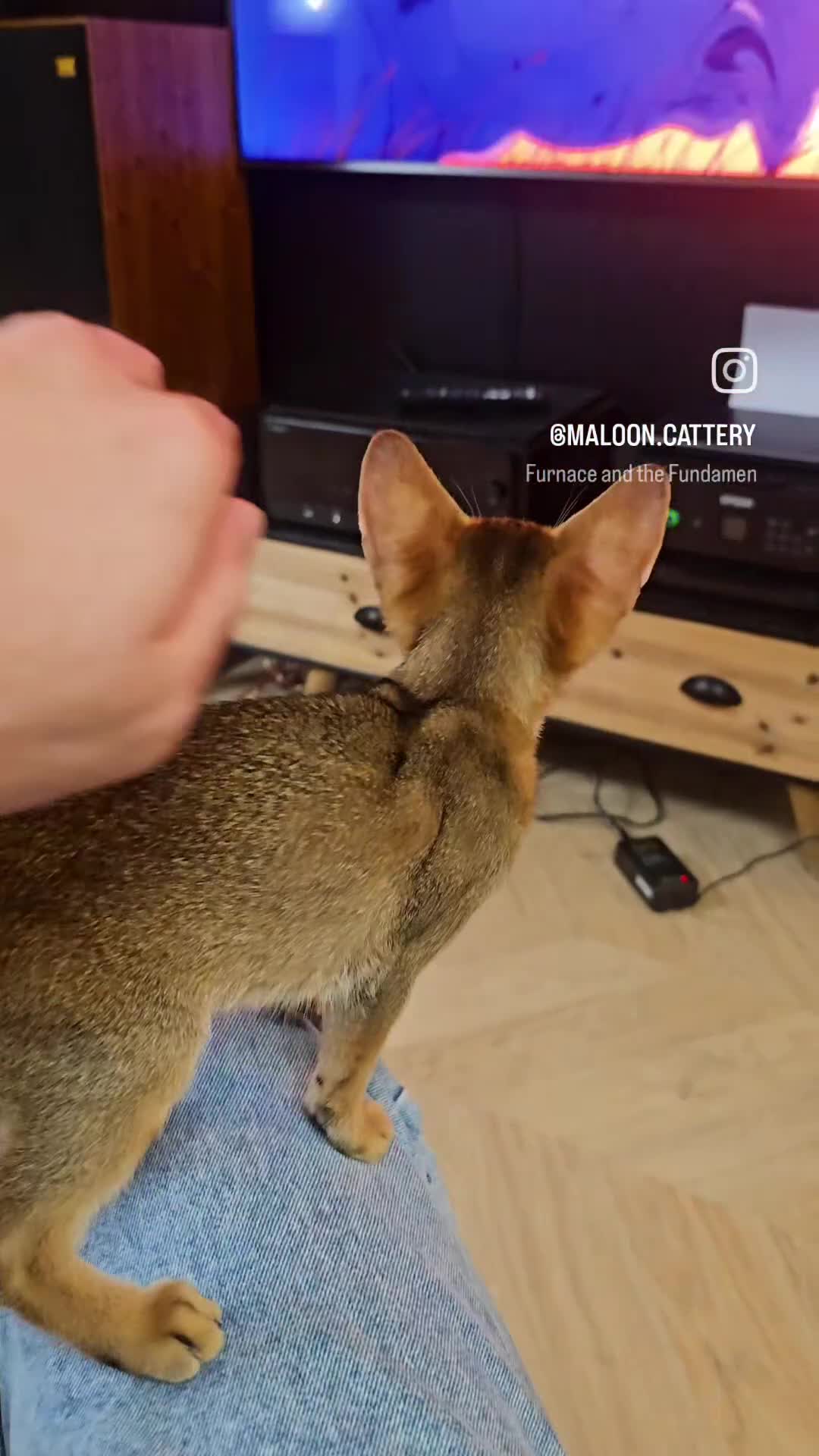 Abyssinian cats for sale: Caspian Boy - elegant, unique champion line🥇 - Video 4