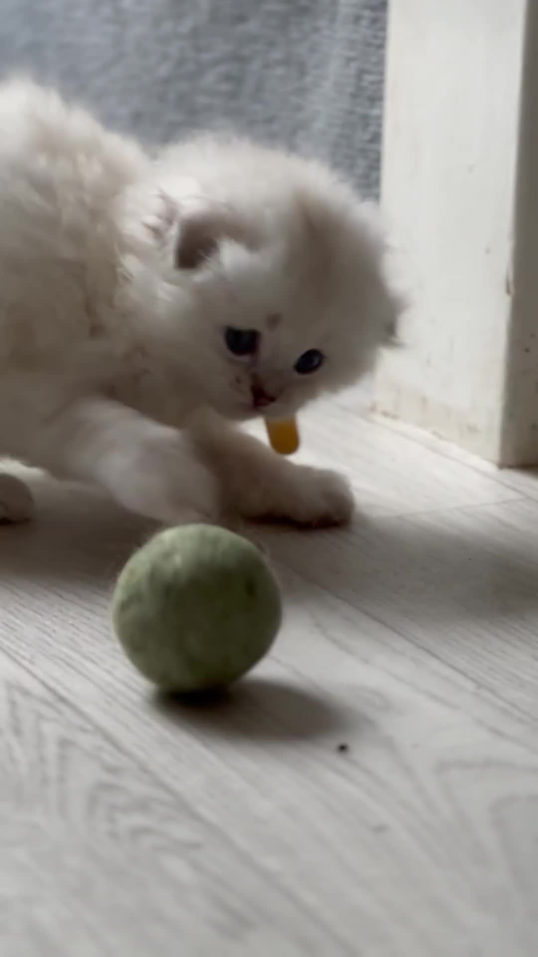 Mixed Breed cats for sale: Adorable Fluffy Ragdoll x Scottish Fold Kittens - Video 1