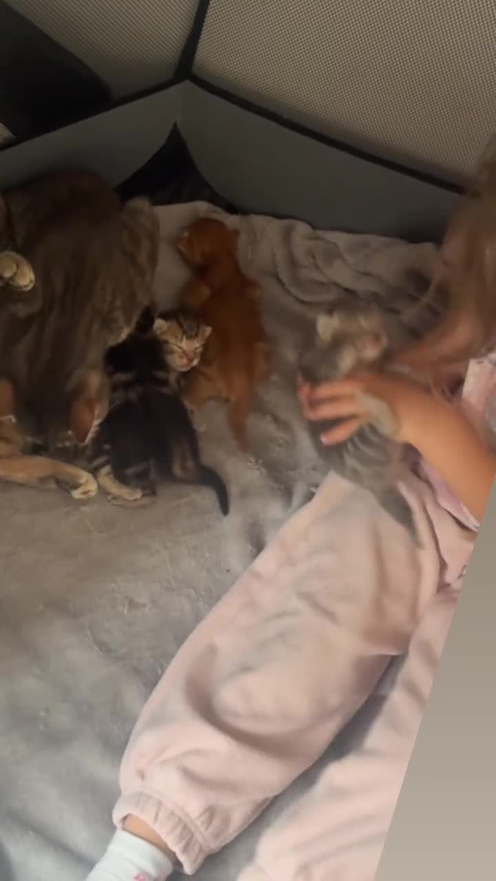 Mixed Breed cats for sale: Kittens looking for new homes. Mix breed  - Video 1