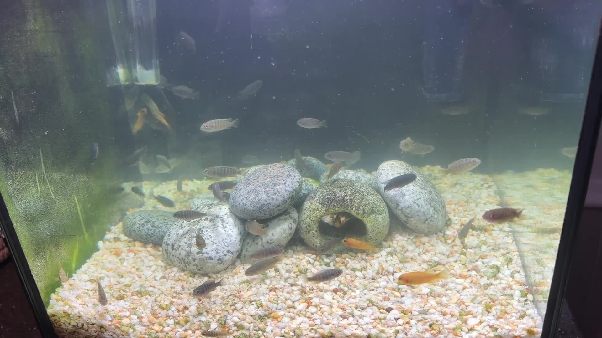 Cichlids fish for sale: Mbuna Cichlid Fry in Doncaster - Video 1