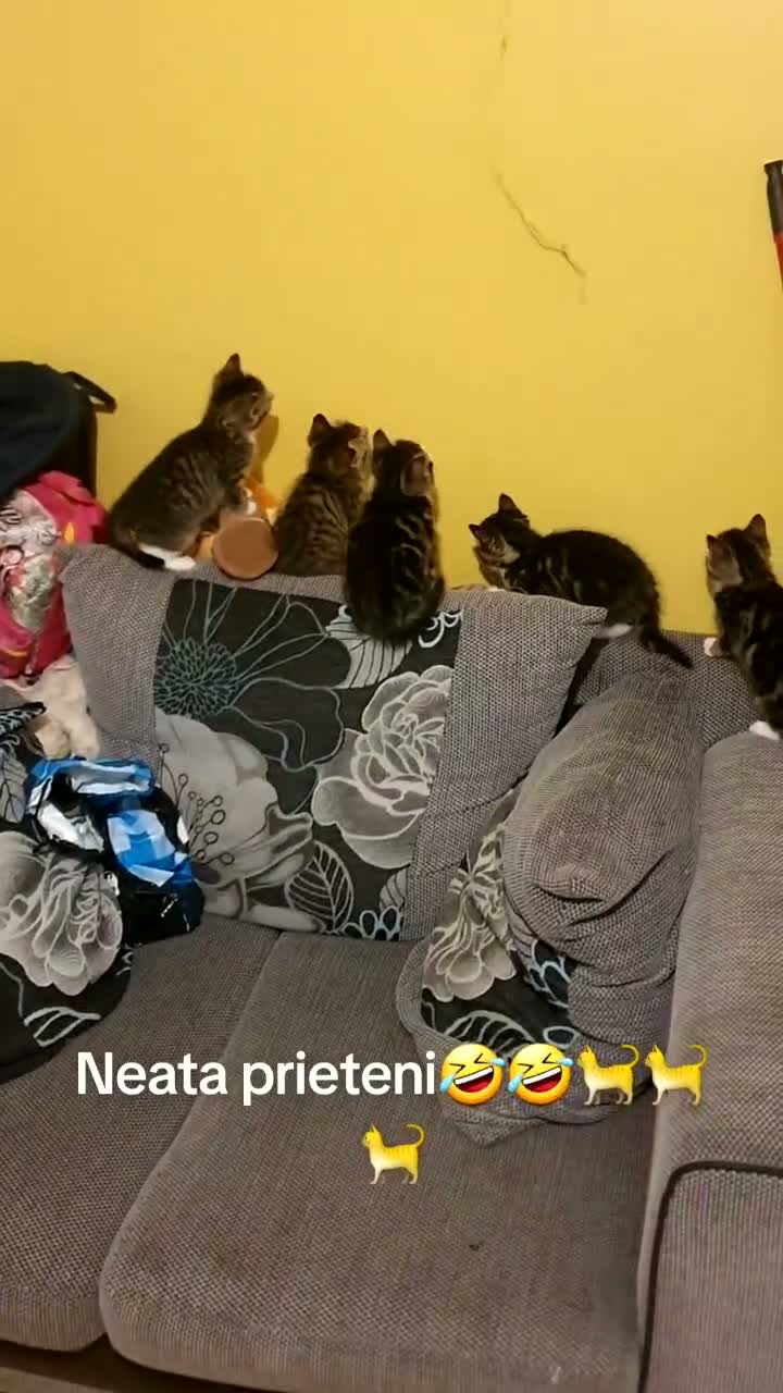 Mixed Breed cats for sale: Mix Bread Kittens  - Video 1
