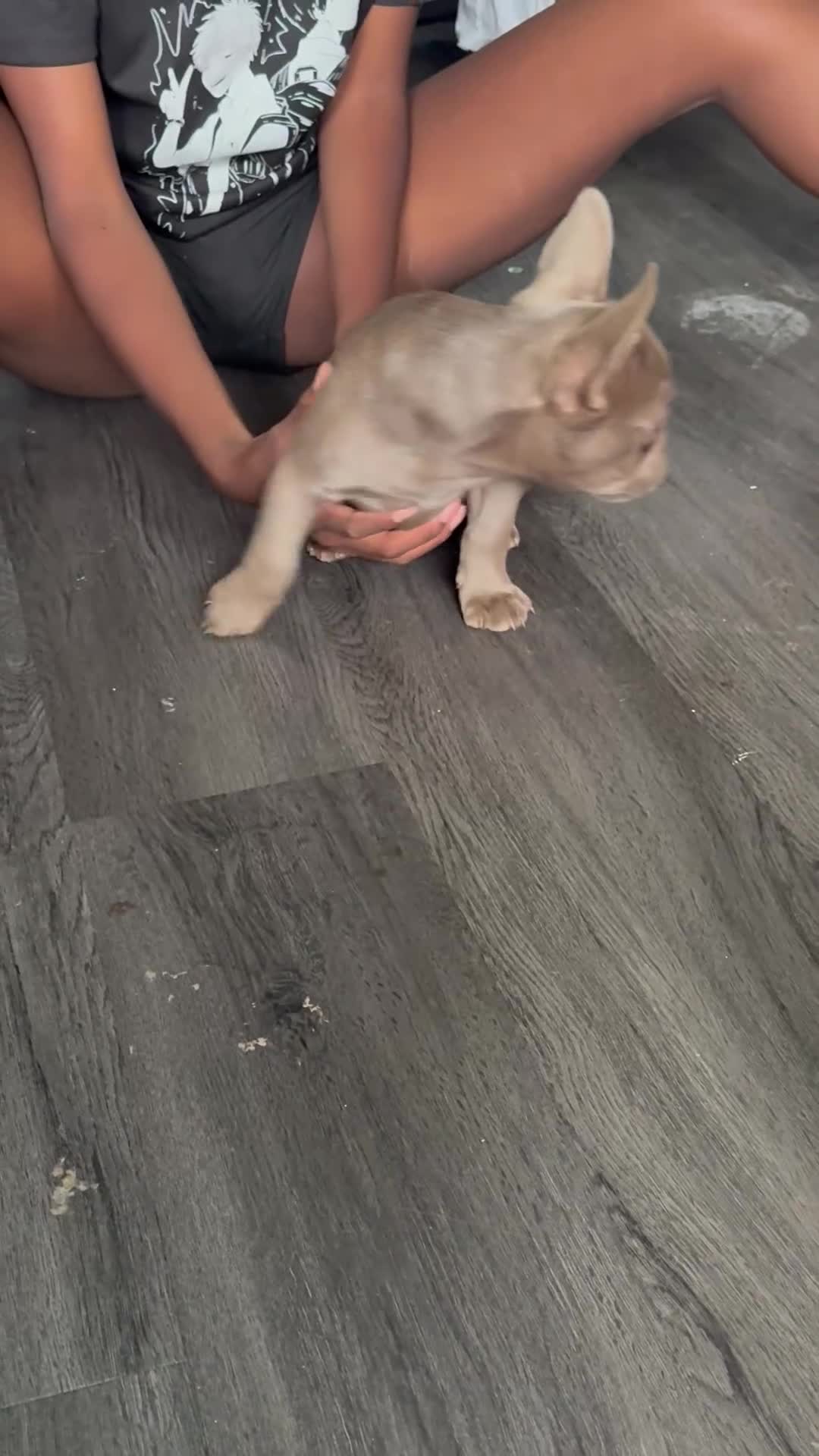 French Bulldog dogs for sale: REDUCED!! Last Fluffy frenchie Pink carriers - Video 4