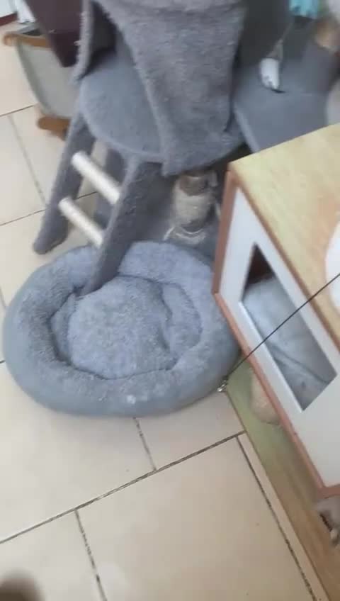 Ragdoll cats for sale: ❗️Charming Pure Ragdoll Kittens waiting love ❤️❗️ - Video 3