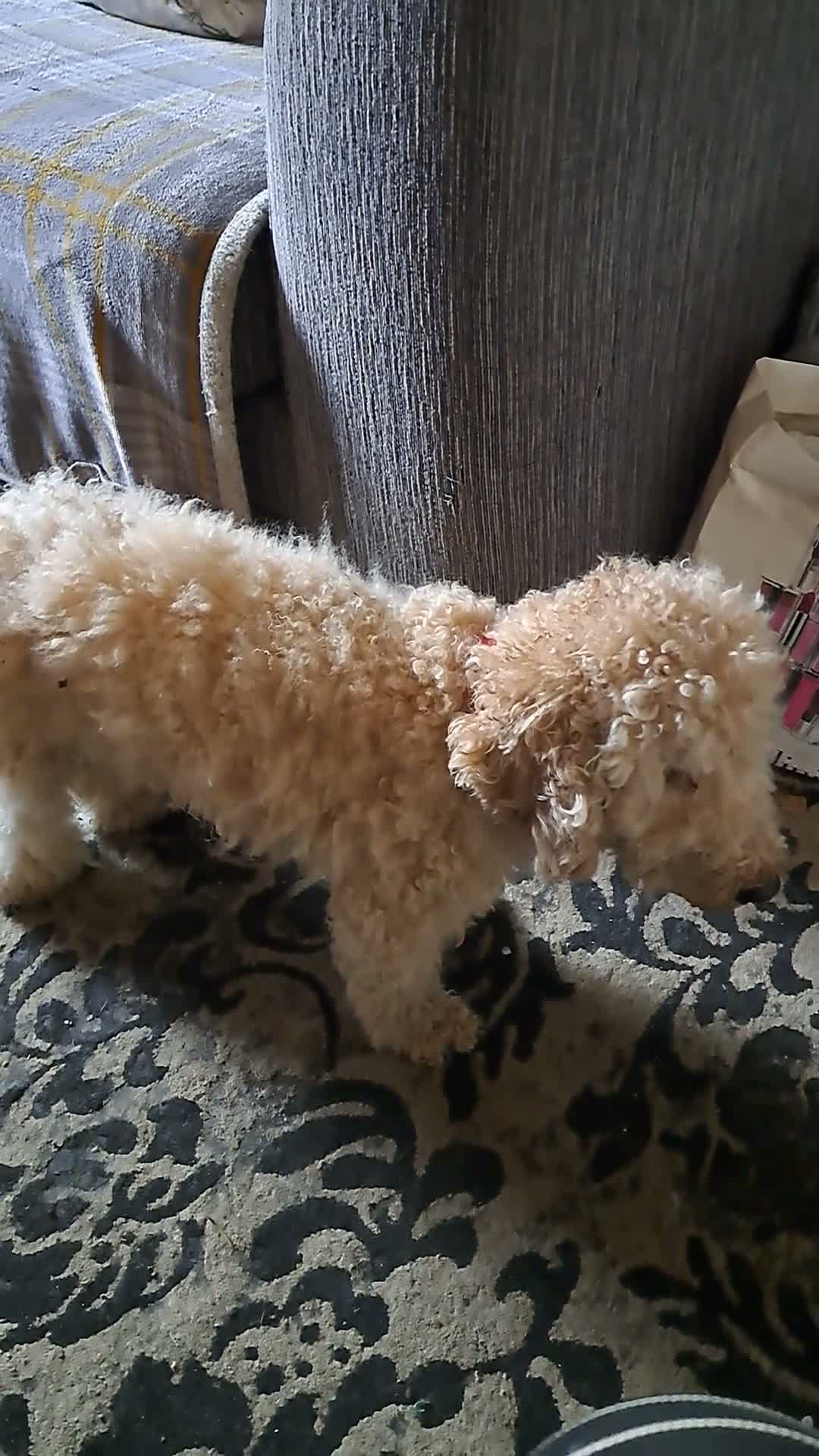 Shih Tzu dogs for sale: shih tzu for sale - Video 1