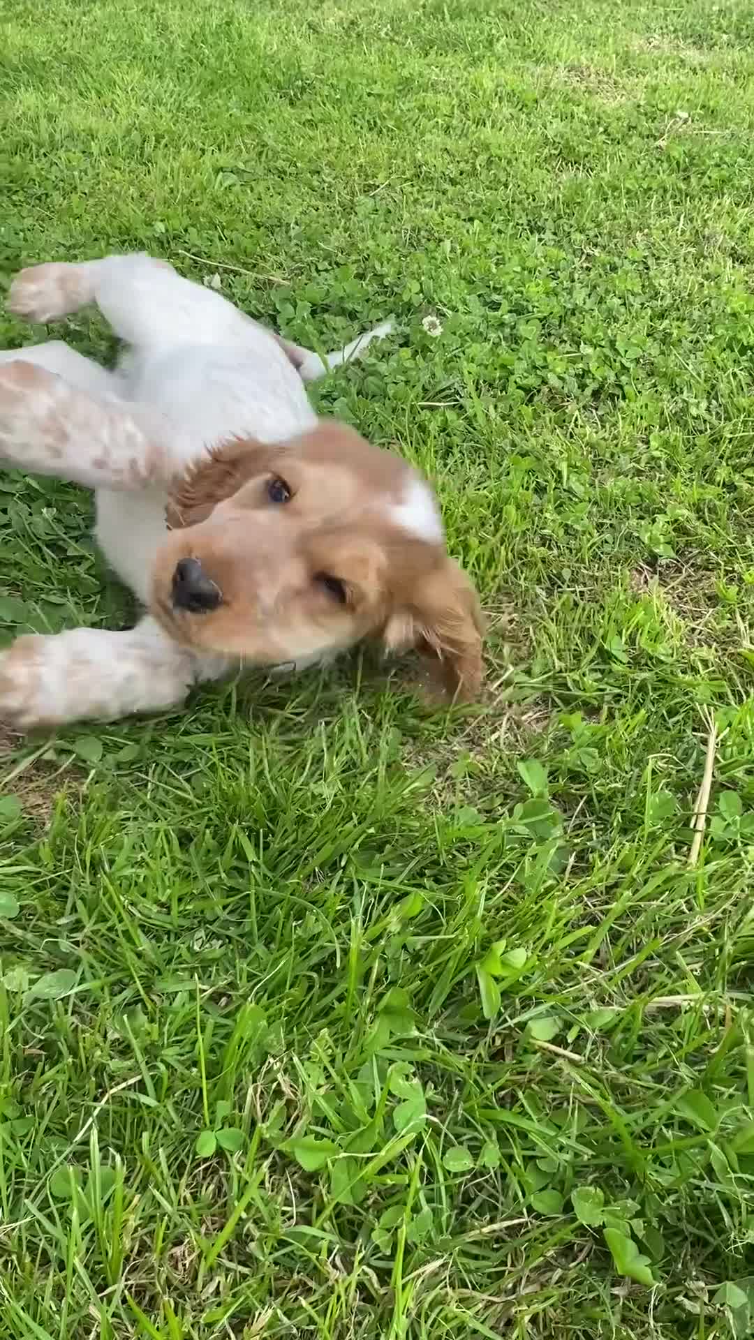 Cocker Spaniel dogs for sale: 💚1male Showtype cockerKC+Healthtested parents.   - Video 1