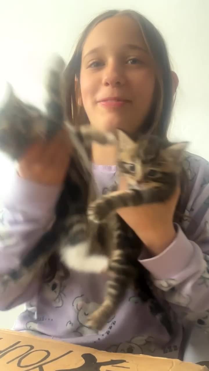 Mixed Breed cats for sale: Adorable kittens - Video 3